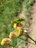 Leptophyes laticauda